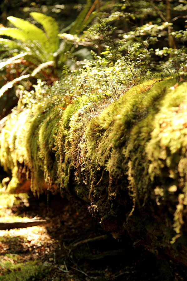 Nature