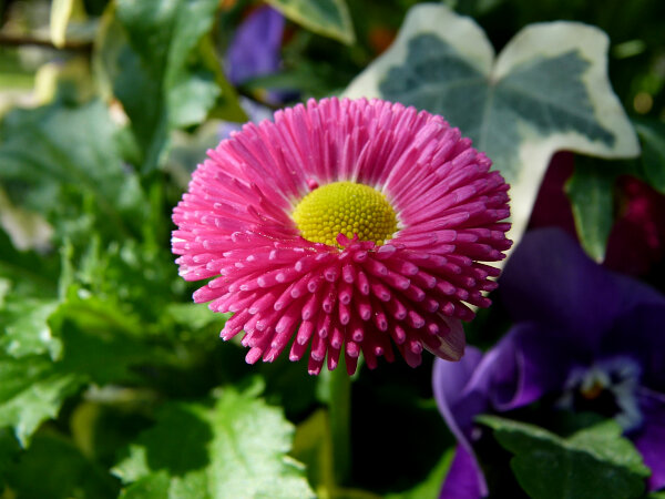English Daisy