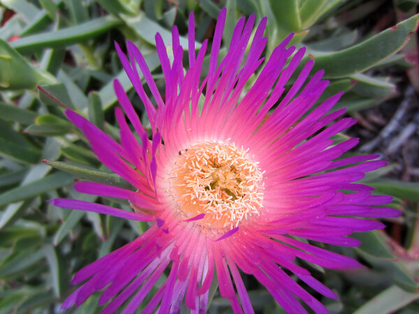 Wildflowers & Groundcovers
