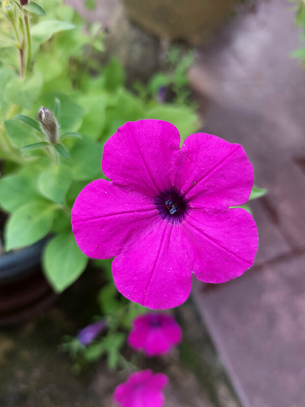 Petunia