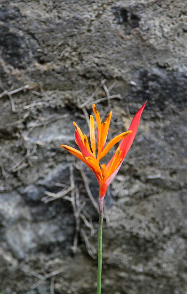 Parrot Heliconia
