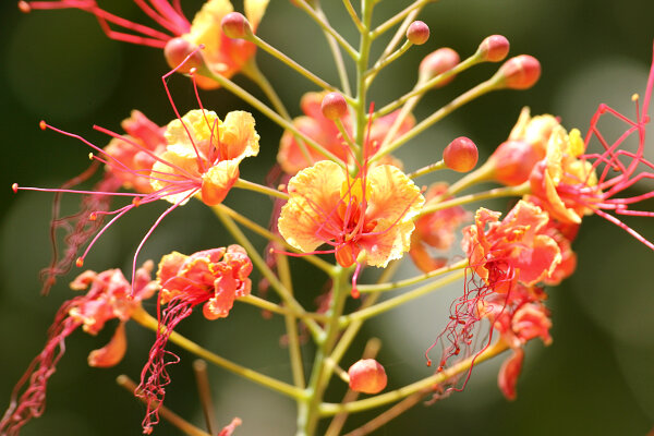 Peacock Flower