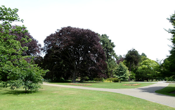 Copper Beech