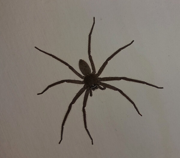 Arachnids