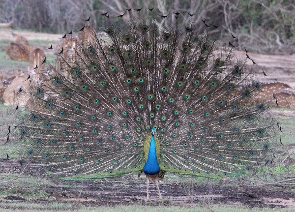Forest & Garden Birds