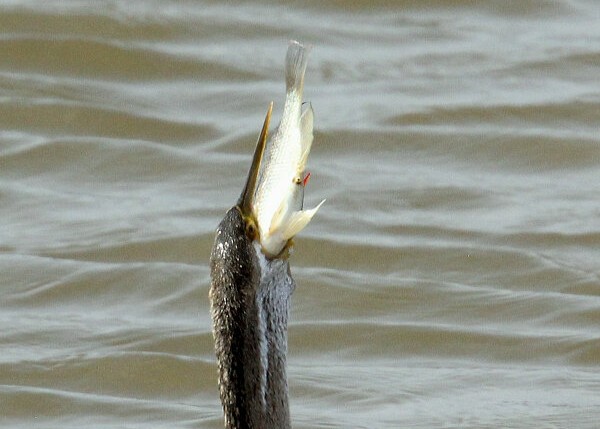 Oriental Darter