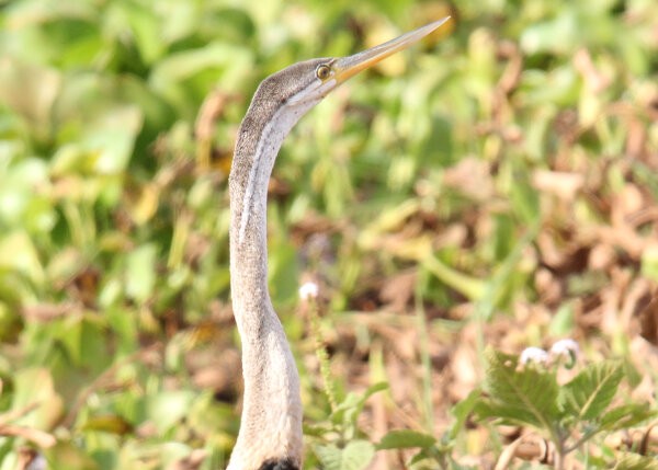 Oriental Darter