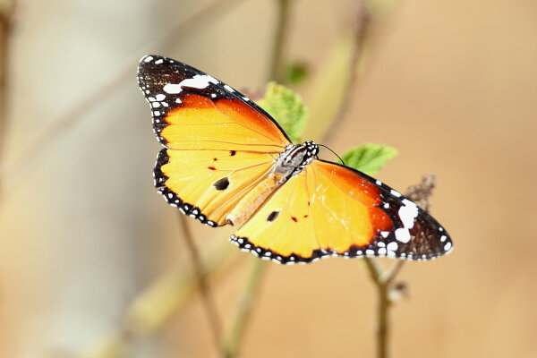 Butterflies & Moths