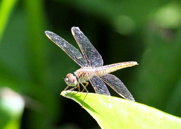 Dragonflies & Damselflies