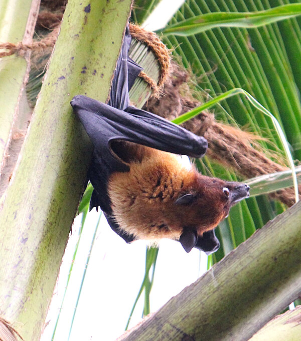 Indian Flying Fox