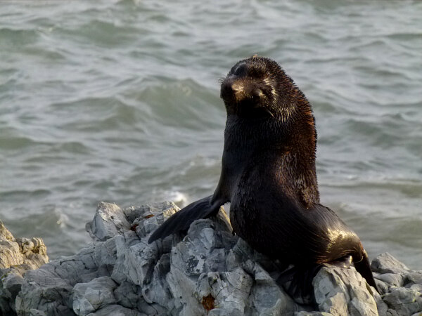 New Zealand Fur Seal