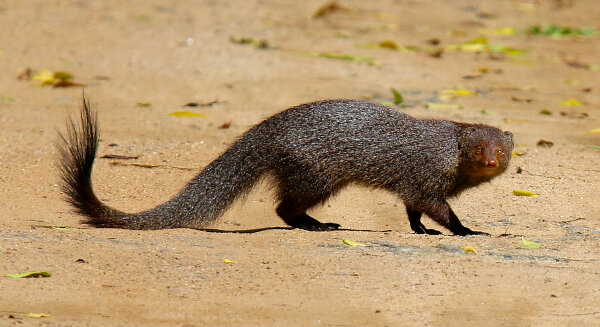 Ruddy Mongoose