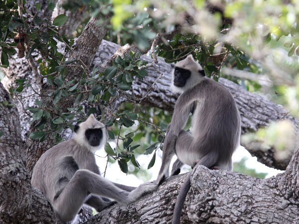 Tufted Gray Langur