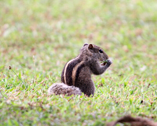 Indian Palm Squirrel