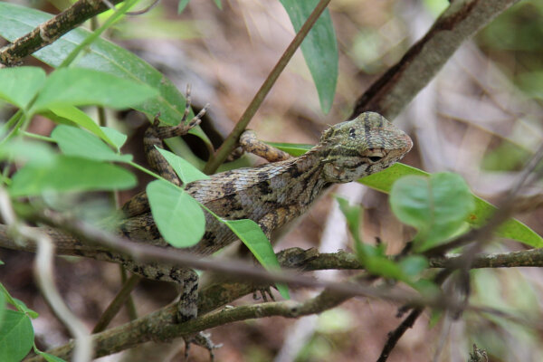 Lizards & Snakes